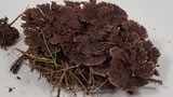 Thelephora multipartita image