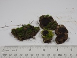 Plicaria endocarpoides image
