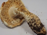 Amanita magniverrucata image