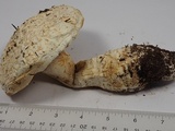 Amanita magniverrucata image