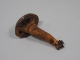 Chroogomphus vinicolor image