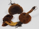 Cortinarius croceus image