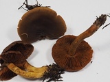 Cortinarius croceus image