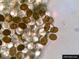 Panaeolus semiovatus image