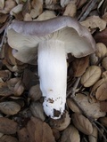 Tricholoma griseoviolaceum image