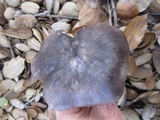 Tricholoma griseoviolaceum image
