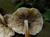 Hydropus nigrita image