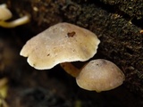 Hydropus nigrita image