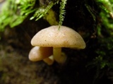 Hydropus nigrita image