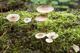 Mycena galericulata image