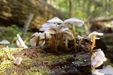 Mycena galericulata image
