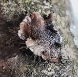 Parmotrema hypotropum image