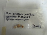 Hemimycena candida image