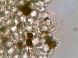 Panaeolus semiovatus var. phalaenarum image