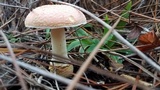 Amanita persicina image