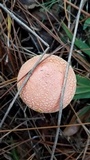 Amanita persicina image