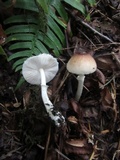 Lepiota rubrotinctoides image