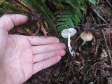 Lepiota rubrotinctoides image