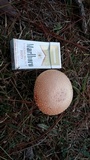 Amanita persicina image