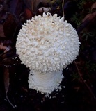Amanita magniverrucata image