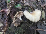 Panus lecomtei image