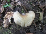 Panus lecomtei image