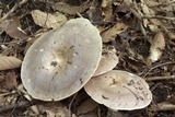 Lactarius argillaceifolius image