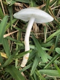 Limacella subillinita image