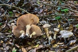 Lepista subconnexa image