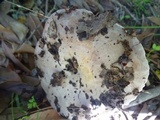 Lactarius argillaceifolius image