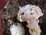 Amanita protecta image