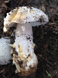 Amanita protecta image
