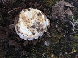 Amanita protecta image