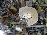 Lactarius argillaceifolius var. megacarpus image