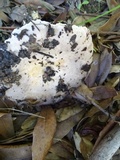 Lactarius argillaceifolius image