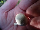 Inocybe insinuata image
