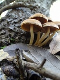 Psathyrella piluliformis image