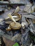 Psathyrella piluliformis image