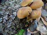 Psathyrella piluliformis image