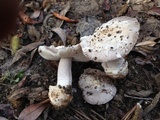 Amanita protecta image