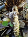 Cortinarius glutinosoarmillatus image