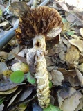 Cortinarius glutinosoarmillatus image