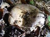 Lactarius argillaceifolius image