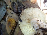 Lactarius argillaceifolius image