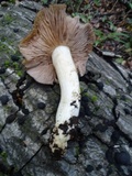 Entoloma lividoalbum image