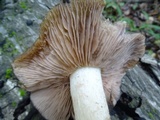 Entoloma lividoalbum image