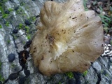 Entoloma lividoalbum image