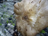 Entoloma lividoalbum image