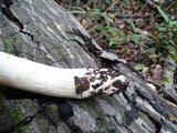 Entoloma lividoalbum image