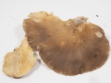 Pleurotus pulmonarius image